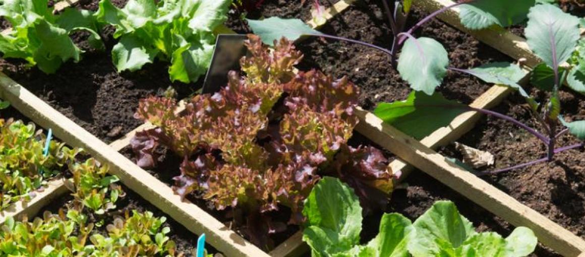 Concours : Balcons et Jardins Potagers